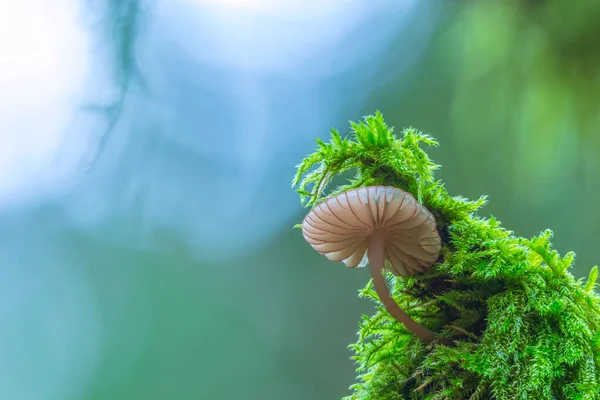 森の中の白いキノコ 緑の苔の上に成長するGenus Mycenaキノコ — ストック写真