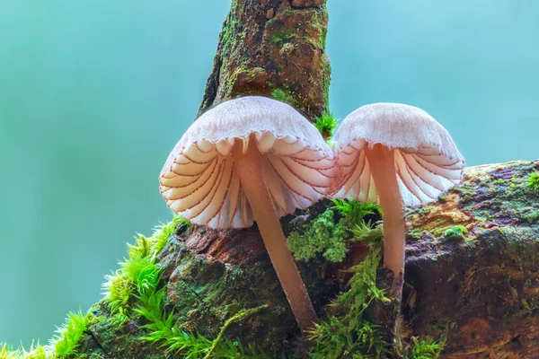 Couple White Mushroom Forest Genus Mycena Mushroom Growing Green Moss — Stock Photo, Image