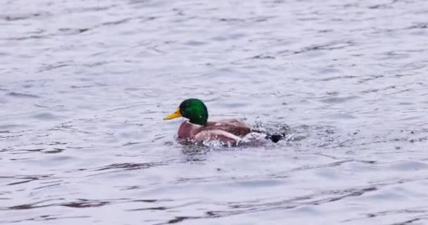 水の中で泳ぐ面白いマガモアヒルのスローモーション 4Kスローモーションビデオ — ストック動画