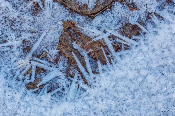 枝の霜の澄んだ青い結晶 霜の背景 — ストック写真