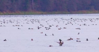 Suda yüzen komik yaban ördeğinin ağır çekim videosu.