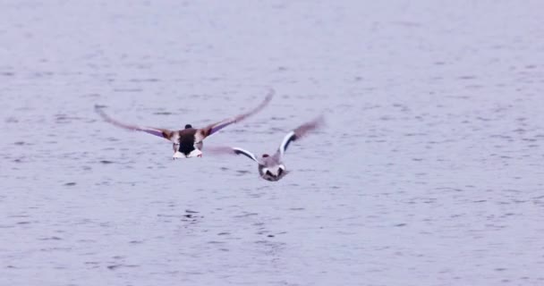 野鸭在水面上的慢动作 4K慢动作视频 — 图库视频影像