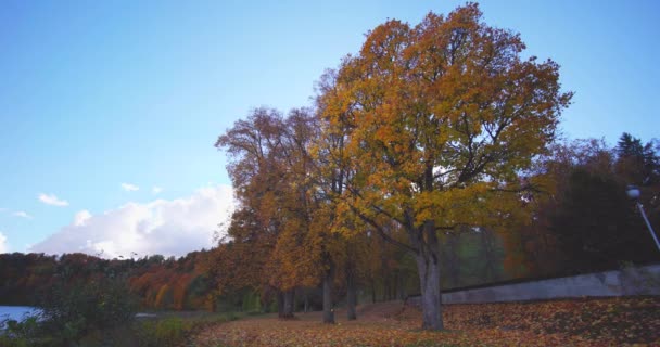 Видео Осенней Ландшафтной Панорамы Бирстонасе Литва — стоковое видео