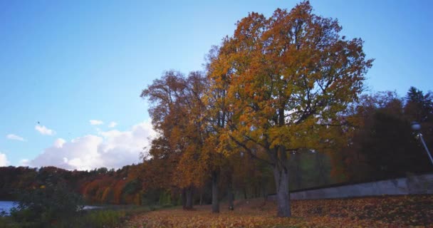 Видео Осенней Ландшафтной Панорамы Бирстонасе Литва — стоковое видео