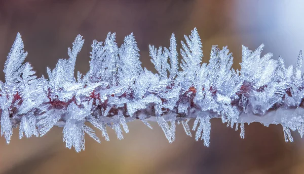 겨울날 나뭇가지 서리가 내리는 — 스톡 사진