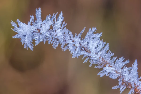 Frost Auf Einem Ast Weiße Frostkristalle Auf Einem Ast Einem — Stockfoto