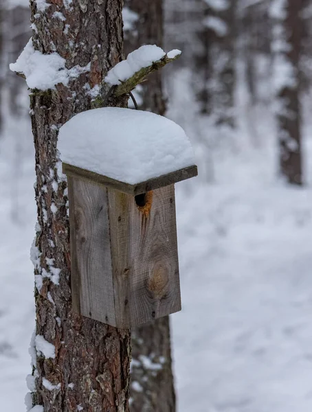 Box for birds in tree in the winter, bird box