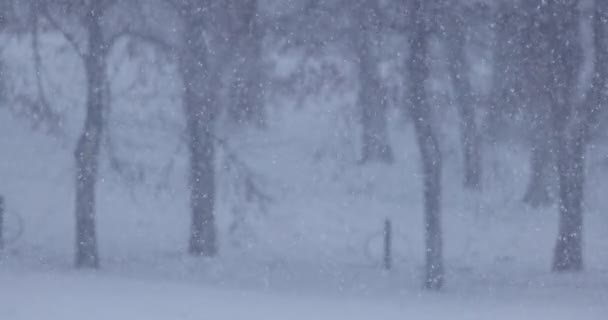 スローモーション 寒い冬の日に降る雪 極端な冬の天気 — ストック動画