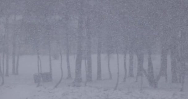 スローモーションでの大雪 寒い冬の日に降る雪 極端な冬の天気 4Kビデオ — ストック動画
