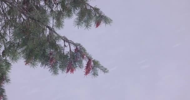 Сильна Хуртовина Повільному Русі Сніг Падає Холодний Зимовий День Екстремальна — стокове відео