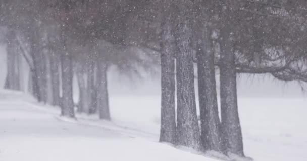 Fuerte Ventisca Cámara Lenta Nieve Cayendo Frío Día Invierno Clima — Vídeo de stock