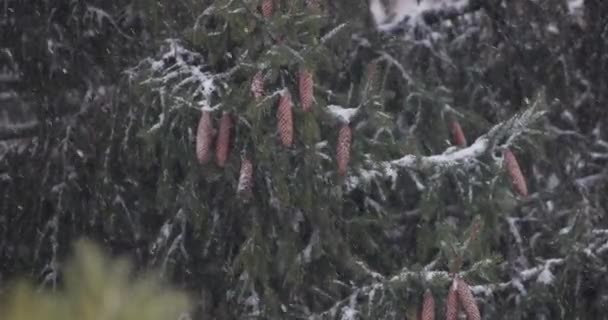 Kraftig Snöstorm Slow Motion Snö Faller Vid Kall Vinterdag Extremt — Stockvideo