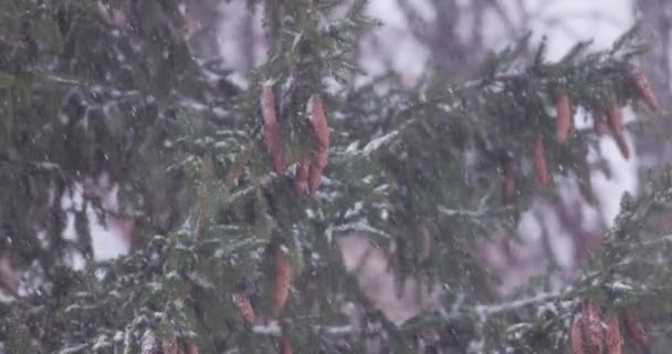 Zware Sneeuwstorm Slow Motion Sneeuw Valt Koude Winterdag Extreem Winterweer — Stockvideo