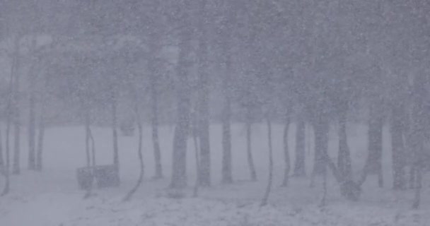 Kraftig Snøstorm Sakte Bevegelse Snøfall Kald Vinterdag Ekstremvær Video – stockvideo