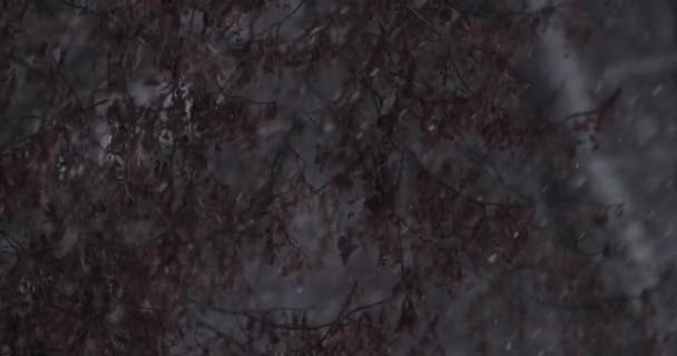 Blizzard Lourd Ralenti Neige Tombant Lors Une Journée Froide Hiver — Video