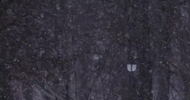 Сильная Метель Замедленной Съемке Снег Падает Холодный Зимний День Экстремальная — стоковое видео