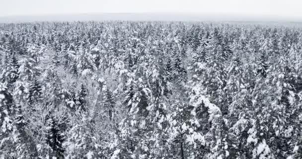 Winter Wald Schneebedeckte Kiefern Landschaft Luftdrohne Video — Stockvideo