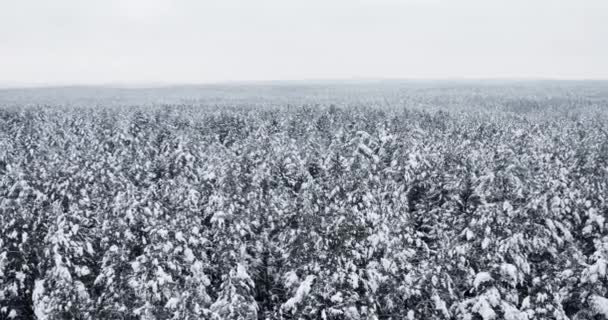 Winter Wald Schneebedeckte Kiefern Landschaft Luftdrohne Video — Stockvideo