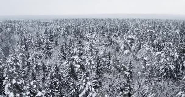 冬の森のトップビュー 雪に覆われた松の木の風景 空中4Kドローンビデオ — ストック動画