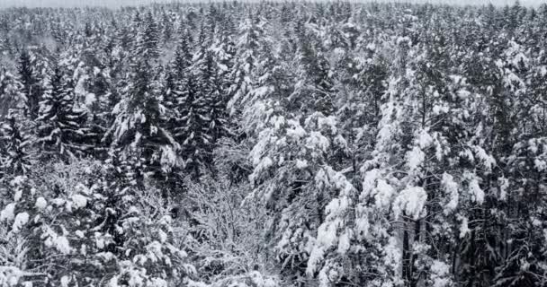 Widok Góry Lasu Zimowego Pokryte Śniegiem Sosny Krajobraz Antena Drone — Wideo stockowe