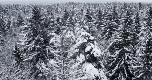 Vista Superior Floresta Inverno Pinheiros Cobertos Neve Paisagem Vídeo Drone — Vídeo de Stock