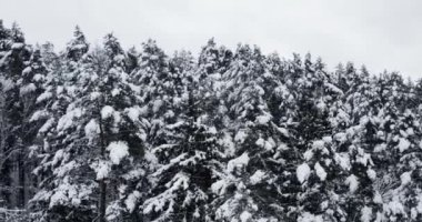 Kış ormanı manzarası, karla kaplı çam ağaçları manzarası, hava aracı videosu.