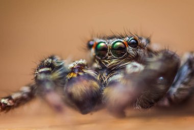 Ekstrem büyütme - Sıçrayan örümcek portresi, ön manzara.