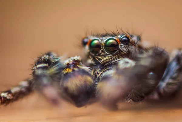 Extreme magnification - Jumping spider portrait, front view.