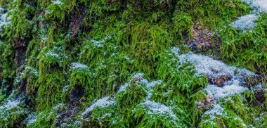 Moss. The texture of the moss in the forest