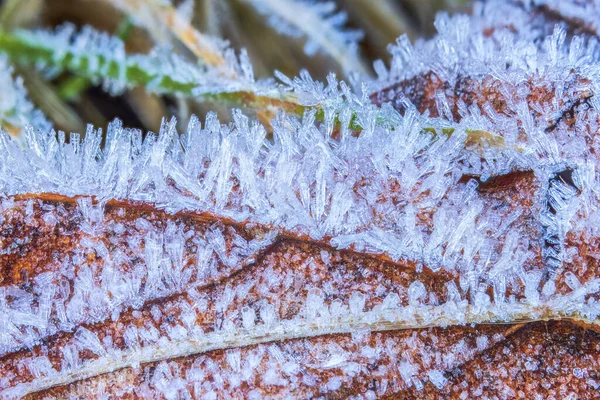 Close Frost Textures Leaf Background Frost Needles — Fotografia de Stock