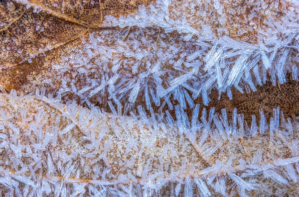 Close Frost Textures Leaf Background Frost Needles — Fotografia de Stock