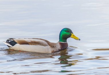 Duck swimming in a pond - Anas platyrhynchos, wild animal