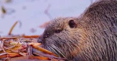 Coypu - Myocastor coypus (ayrıca nehir faresi veya nutria olarak da bilinir), büyük, otobur, yarı su kemirgenidir ve Myocastoridae familyasının tek üyesidir. Yüksek kalite 4k görüntü