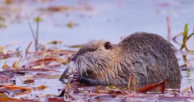 Coypu - Myocastor coypus, also known as river rat or nutria, is large, herbivorous, semiaquatic rodent and only member of family Myocastoridae. High quality 4k footage