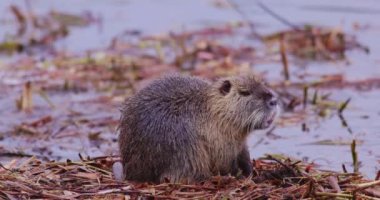 Coypu - Myocastor coypus, also known as river rat or nutria, is large, herbivorous, semiaquatic rodent and only member of family Myocastoridae. High quality 4k footage