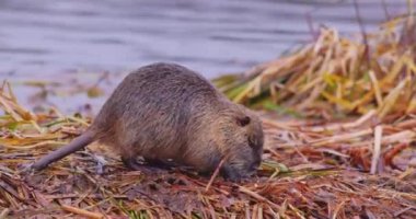 Coypu - Myocastor coypus, also known as river rat or nutria, is large, herbivorous, semiaquatic rodent and only member of family Myocastoridae. High quality 4k footage