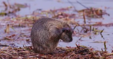 Coypu - Myocastor coypus (ayrıca nehir faresi veya nutria olarak da bilinir), büyük, otobur, yarı su kemirgenidir ve Myocastoridae familyasının tek üyesidir. Yüksek kalite 4k görüntü