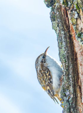 Avrasya Ağaç Bekçisi - Certhia Fatihi. Ağaç gövdesindeki kuş. Yüksek kalite fotoğraf