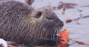 Coypu - Myocastor coypus (ayrıca nehir faresi veya nutria olarak da bilinir), büyük, otobur, yarı su kemirgenidir ve Myocastoridae familyasının tek üyesidir. Yüksek kalite fotoğraf