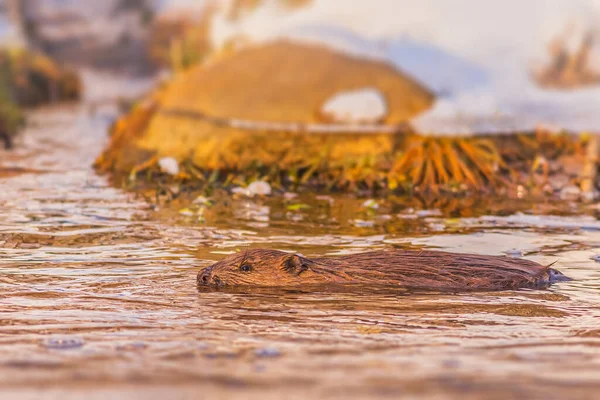 Beawer Swimming River Wild Animal High Quality Photo — Stock Photo, Image