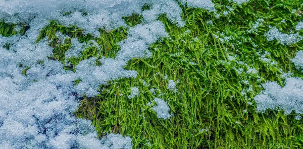 Groen Mos Bedekt Met Sneeuw Textuur Van Het Mos Hoge — Stockfoto