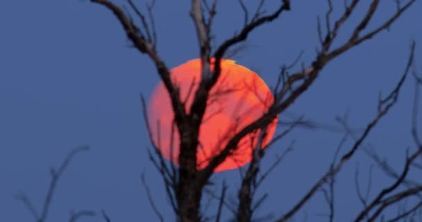 Vollmond Steigt Himmel Auf Roter Mond Hochwertiges Filmmaterial — Stockvideo