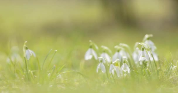 Galanthus Nivalis Hóvirág Vagy Közönséges Hóvirág Kiváló Minőségű Felvételek — Stock videók