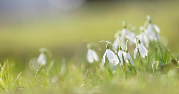 Galanthus Nivalis Snowdrop Common Snowdrop High Quality Footage — Stock Video
