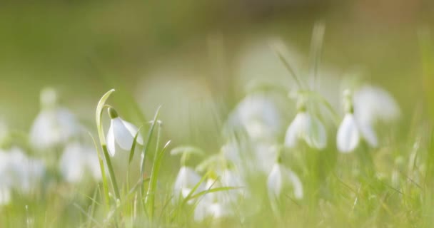 Galanthus Nivalis Snowdrop Common Snowdrop 입니다 고품질 — 비디오