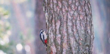 Büyük benekli ağaçkakan Dendrocopos Major, orta büyüklükte bir ağaçkakandır. Yüksek kalite fotoğraf