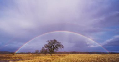 Meşe ağacının üstünde gökkuşağı olan renkli bir manzara. Yüksek kalite 4k görüntü