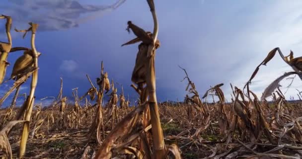 背景是暴风雨天的老玉米地 移动的时间过去了高质量的4K镜头 — 图库视频影像