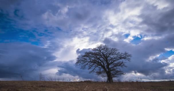 多利的时间流逝的视频快速移动的云彩在橡树上 高质量的4K镜头 — 图库视频影像