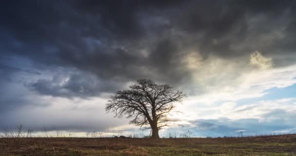 Meşe Ağacının Üzerinde Hızlı Hareket Eden Bulutların Dolly Zaman Ayarlı — Stok video